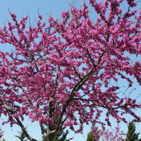 Redbud tree