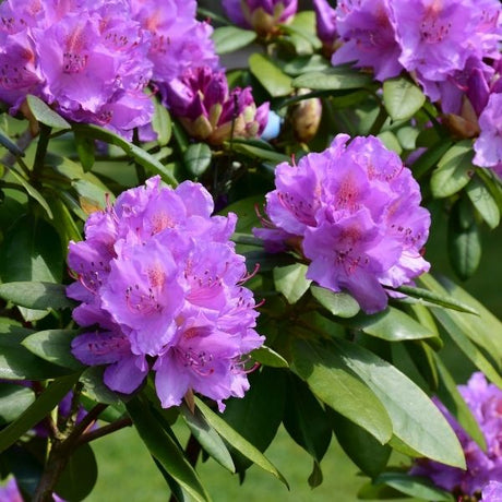 Rhododendron Bush