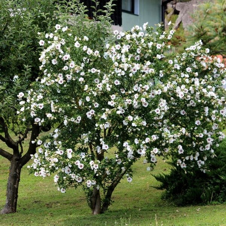 Rose of Sharon Tree