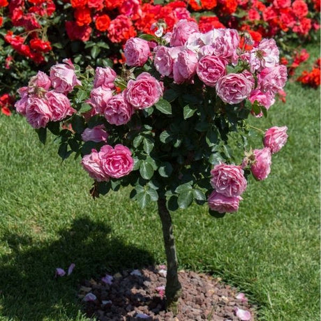 Rose Tree