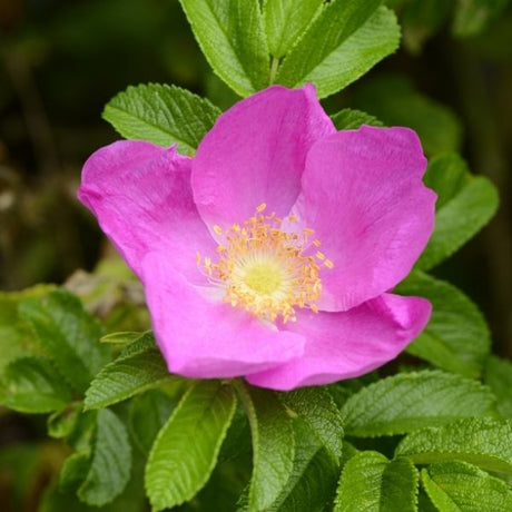 Rugosa Rose