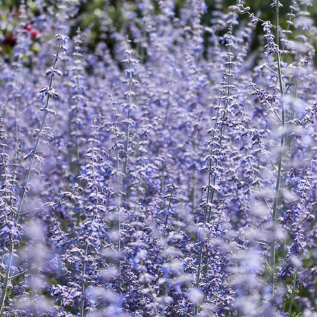 Russian Sage