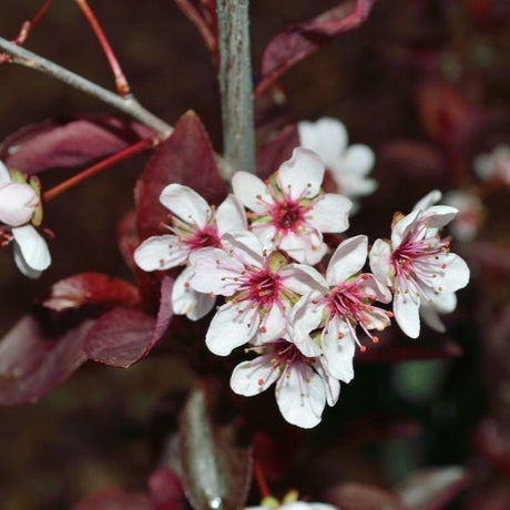 Sand Cherry Tree