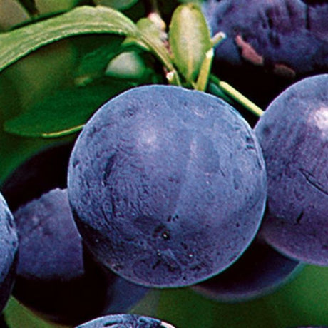 Plum Trees
