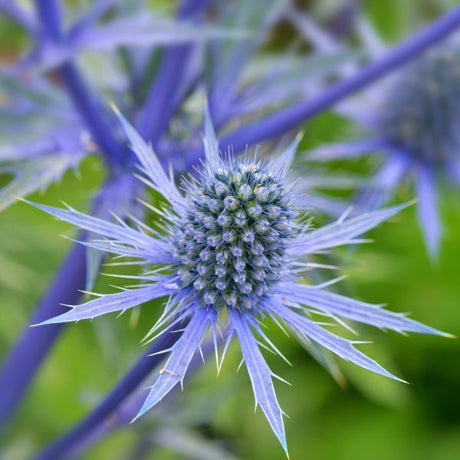 sea holly