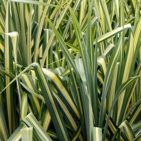 Sedge Grass