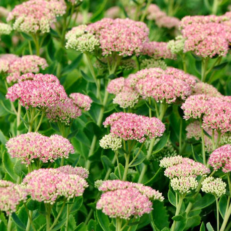 flowering sedum