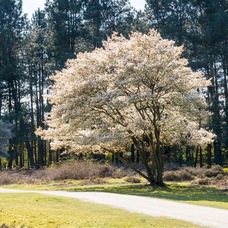 Serviceberry Tree