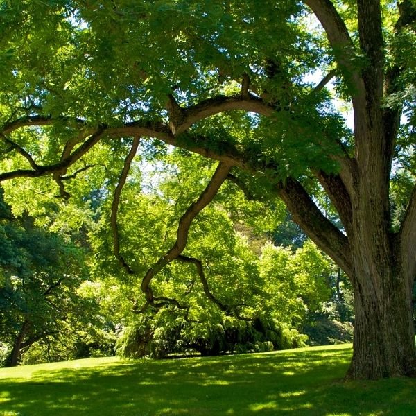 Drought Tolerant Trees
