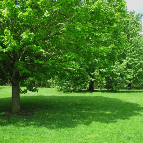 Shade Trees