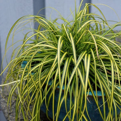 Short Ornamental Grass