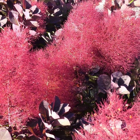 Smokebush