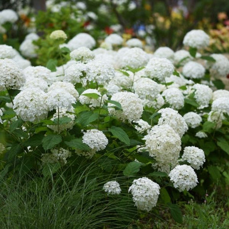 Smooth Hydrangea