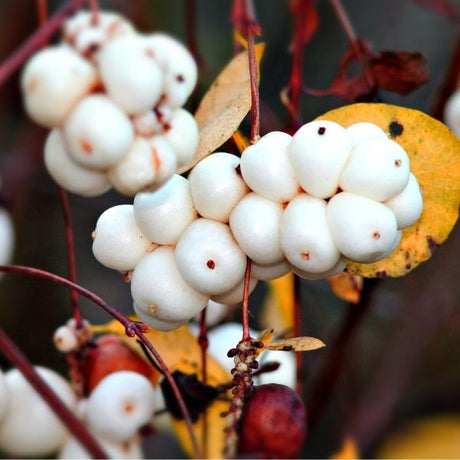 Snowberry Bushes