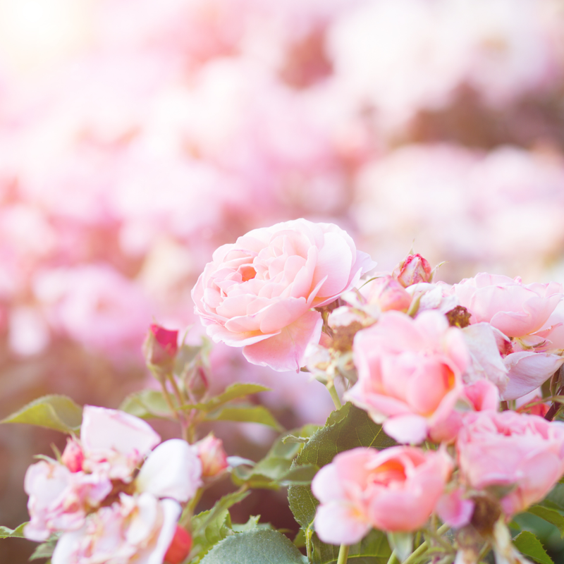 New Plants & Recent Arrivals