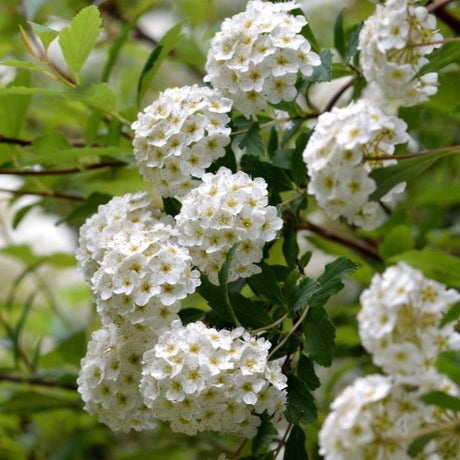 Spirea Bush