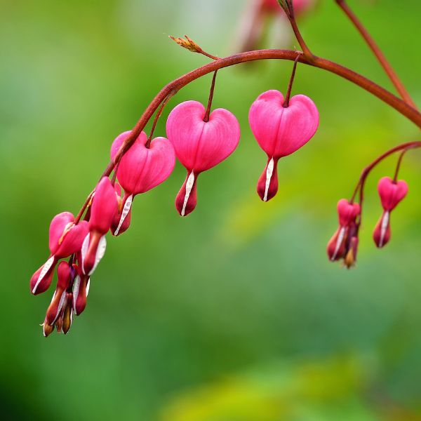 shop spring blooming perennials at nature hills