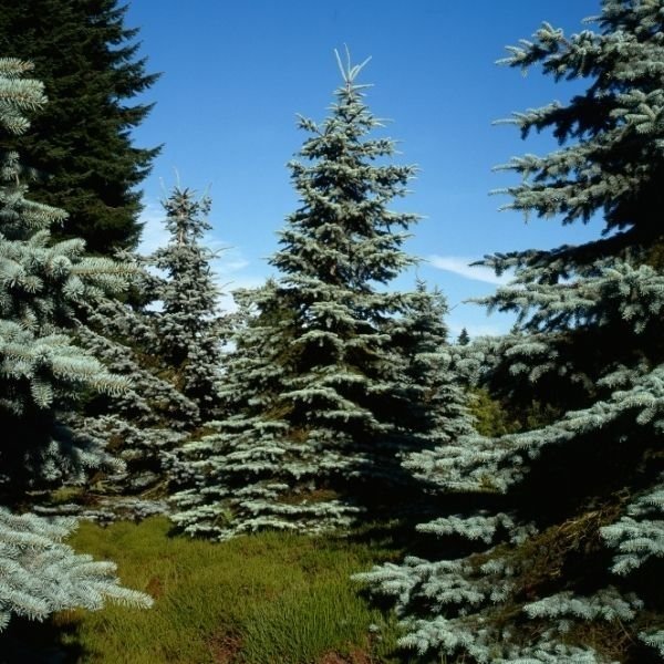 Spruce Trees