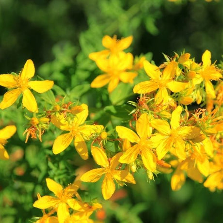 St John's Wort