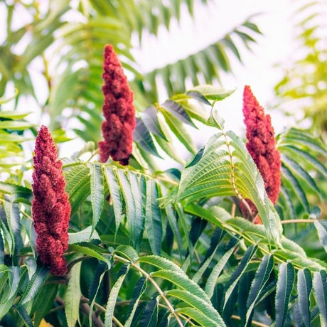 Sumac Shrub