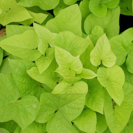 Sweet Potato Vines