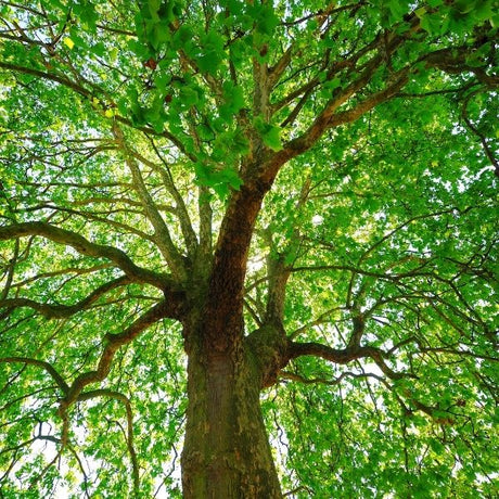 Sycamore Trees