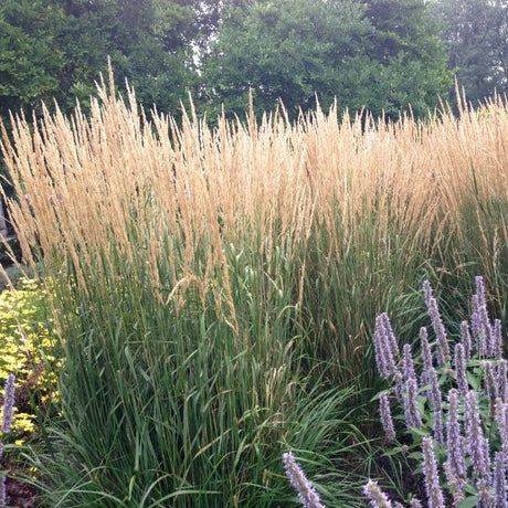 Tall Ornamental Grass