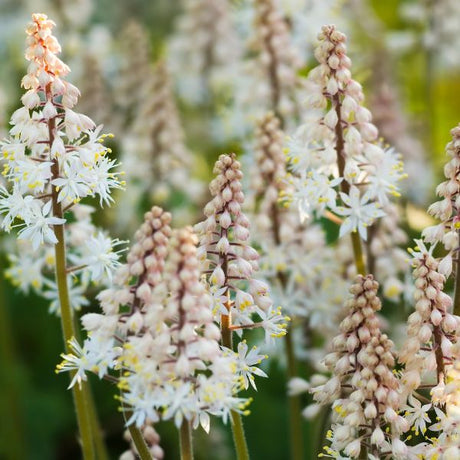 tiarella