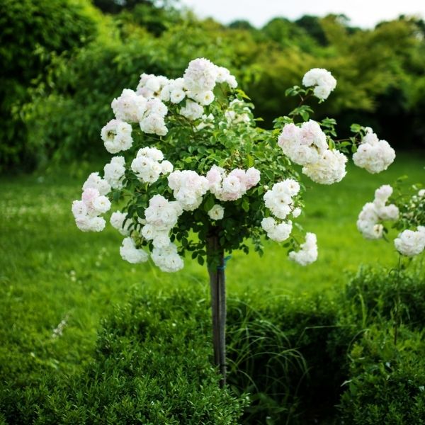 Rose Bushes for Sale | Premium Roses | Nature Hills Nursery