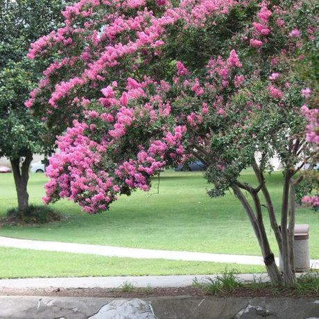 Tree Forms