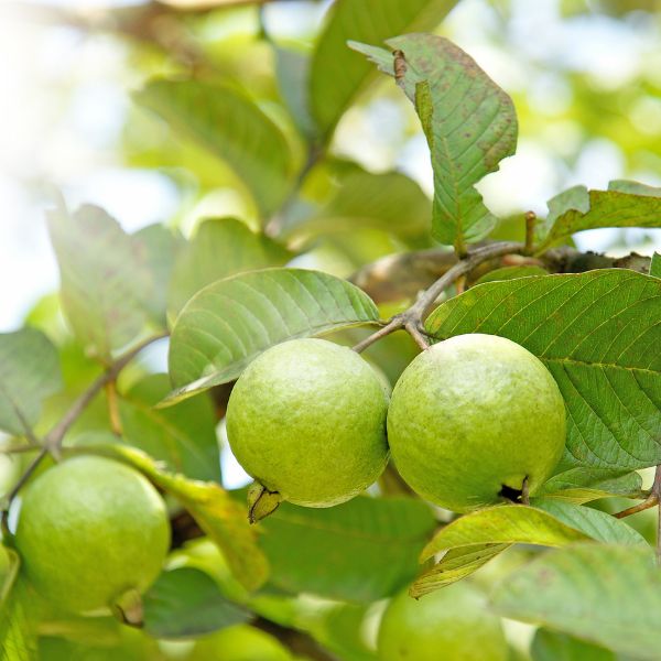 Shop Our Variety of Tropical Trees Now | Nature Hills Nursery
