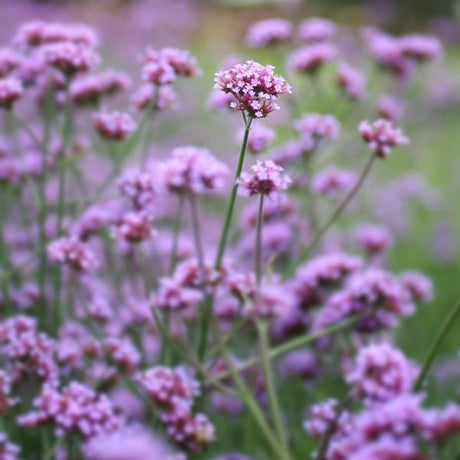 Verbena