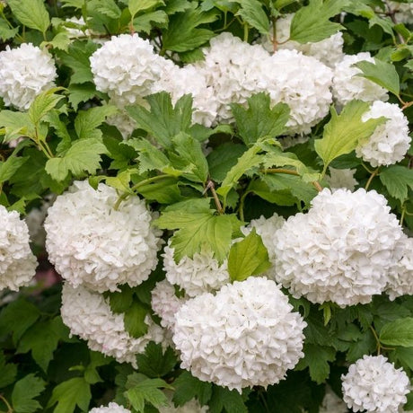 Viburnum Bushes