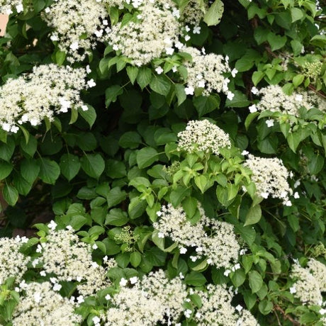 Climbing Hydrangea