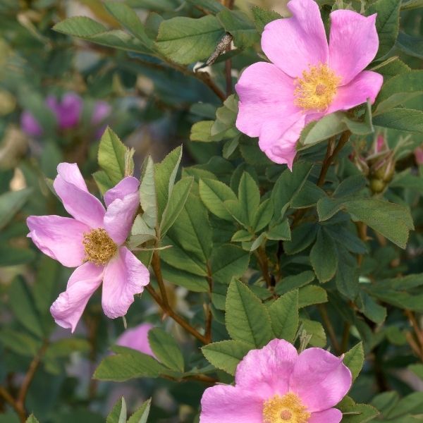 Buy Native Plants Online | Nature Hills Nursery