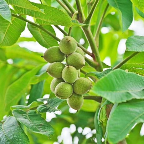 Walnut Tree