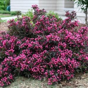 Weigela Bushes