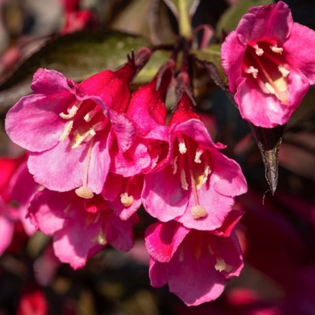 Weigela Bushes