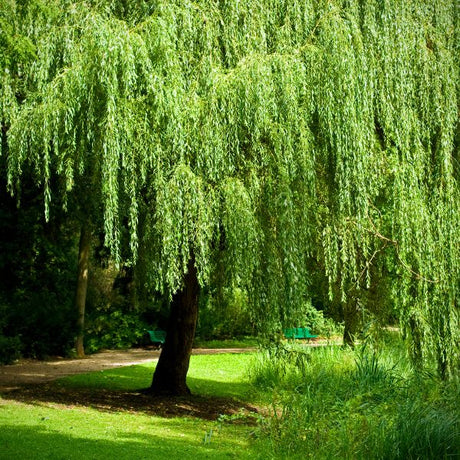 wetland trees