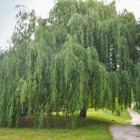 Willow Tree