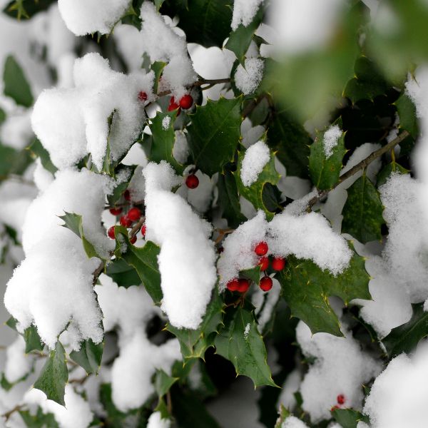 Winter Interest Bush