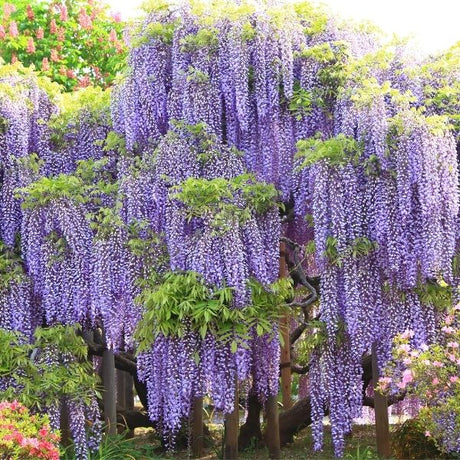 Wisteria