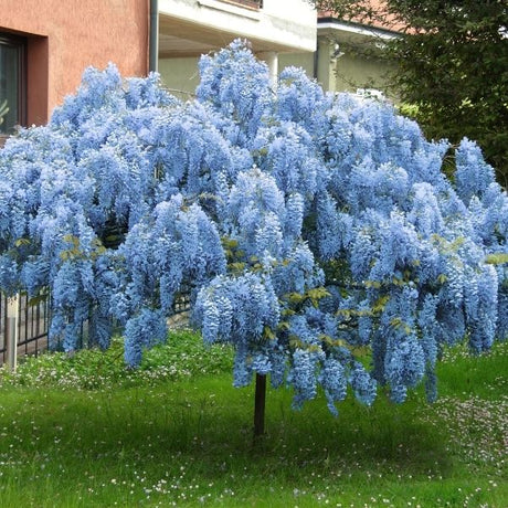 Wisteria Tree