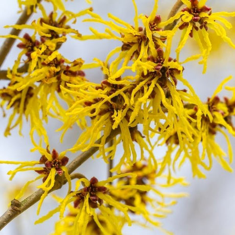 Witch Hazel Bushes