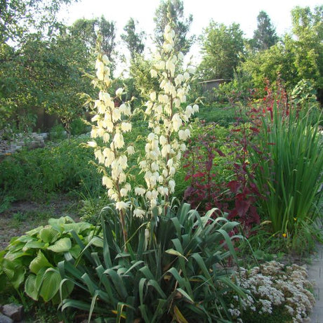 Xeriscape bushes