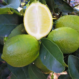 Bearss Lime Tree