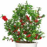 Proven Winners&reg; Color Choice&reg; Double Take&trade; Scarlet Quince