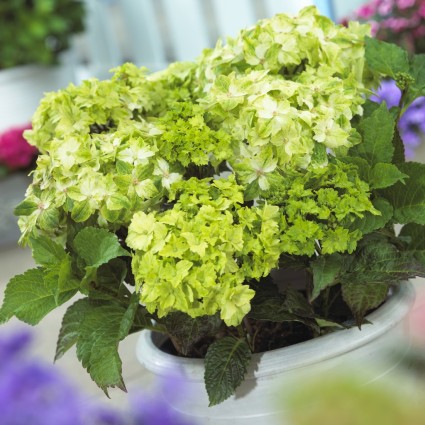 Everlasting&trade; Jade Hydrangea