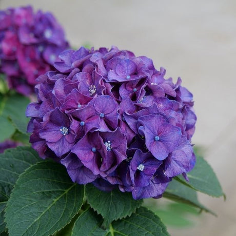 Proven Winners&reg; Wee Bit Grumpy&reg; Hydrangea