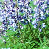 Wild Lupine